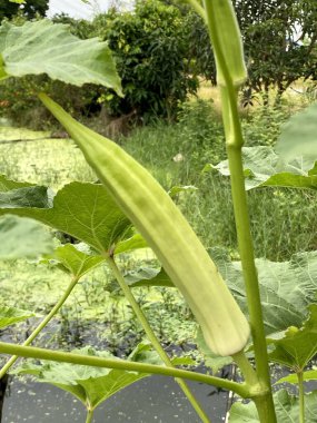 green abelmochus esculentus in the garden