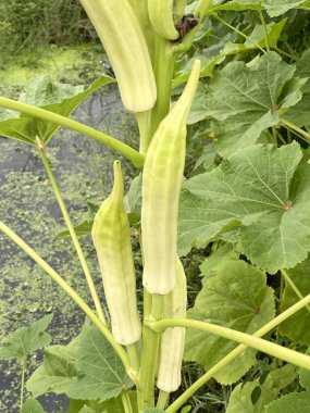 green abelmochus esculentus in the garden