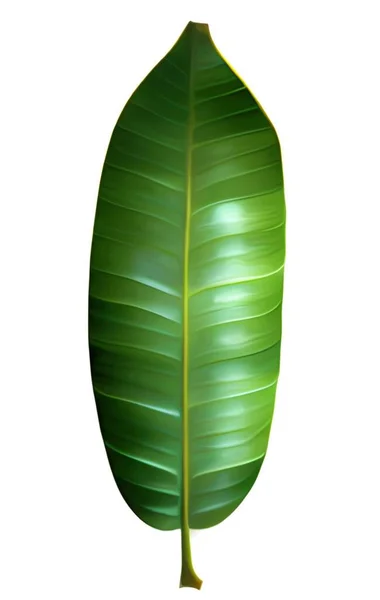 Zelený List Banánu Izolované Bílém Pozadí — Stock fotografie