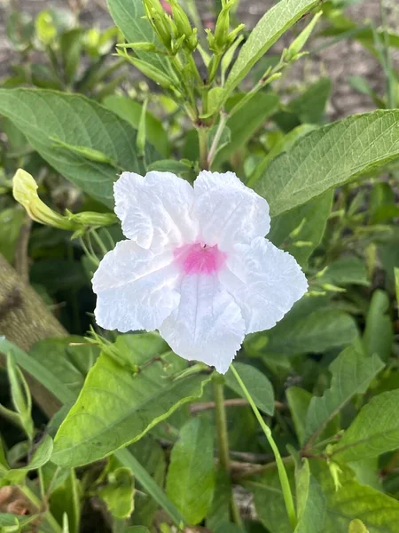 Close Beautiful Ruellia Tuberosa Flower Growing Outdoor — Zdjęcie stockowe