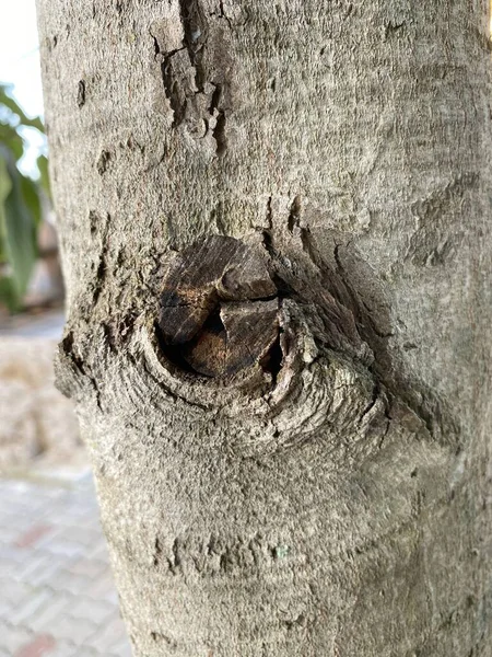 Old Dry Bark Tree Nature Garden — Foto de Stock