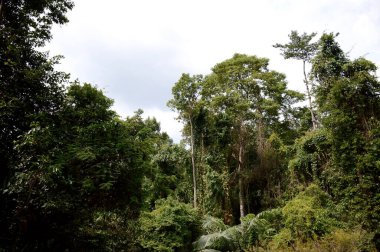 Ormanın güzel manzarası