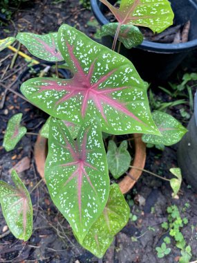 Caladium bicolor bitkisi doğa bahçesinde