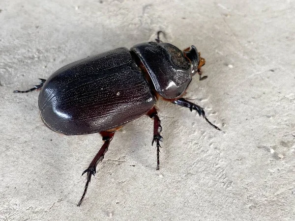 Black Beetle Stag White Background — Foto Stock