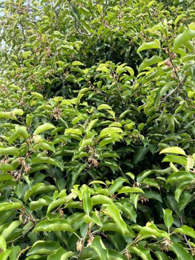 green Mimusops elengi in the garden