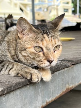 Şirin bir kedinin yakın portresi.