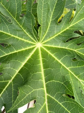 green papaya leaf texture, background