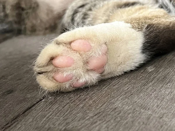 Cute Cat Lying Floor — Stock Photo, Image