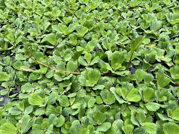 Close Duckweed Fish Pond — Stock Photo, Image