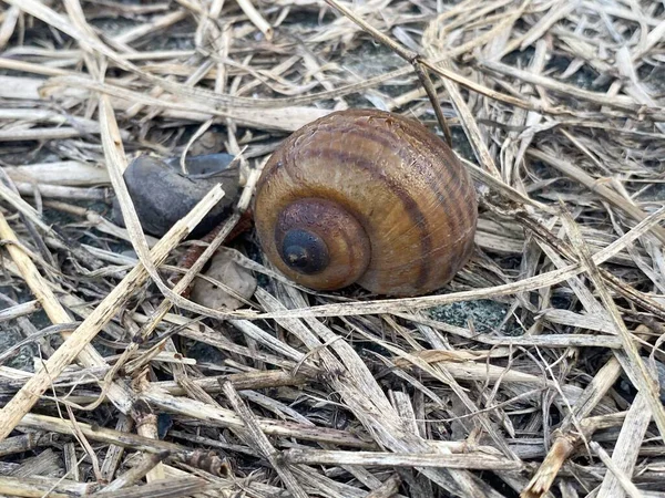 Close Channeled Applesnail Ground Pomacea Canaliculata — Photo