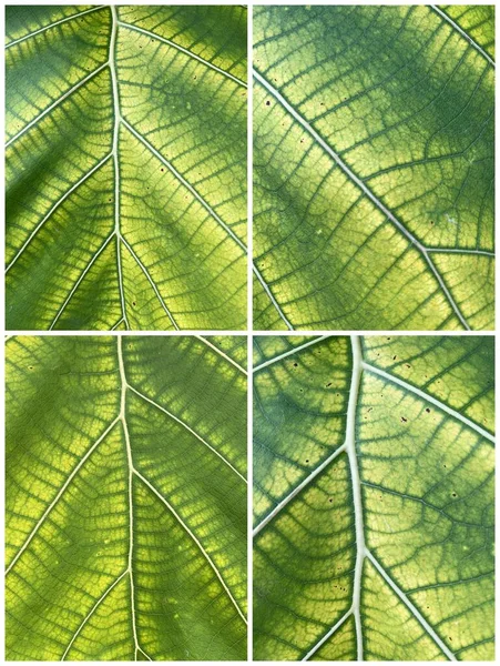 Groene Bladeren Achtergrond Abstracte Structuur — Stockfoto