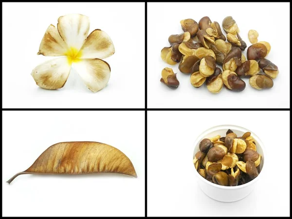 Set Different Types Various Kinds Nuts Leaf — Stock Photo, Image