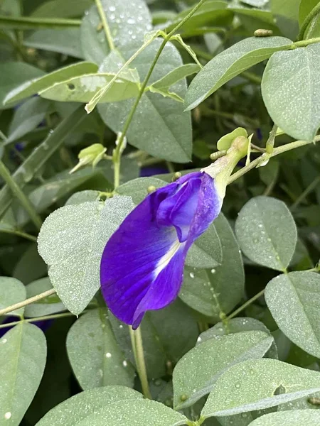 Modrá Clitoria Květina Přírodě Zahrada — Stock fotografie