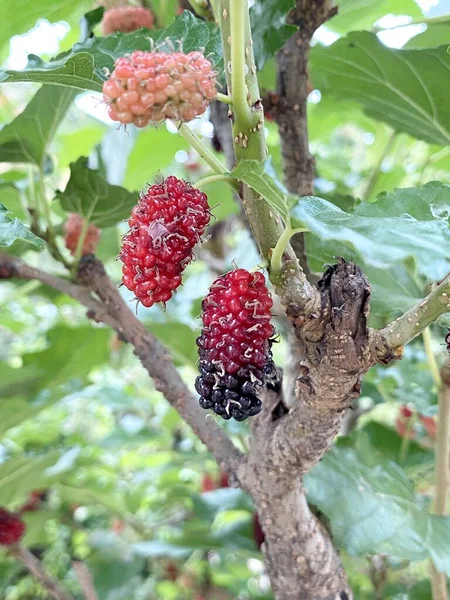 Red Mulberry Fruit Nature Garden — Stock Photo, Image