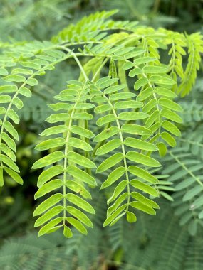 Doğa bahçesinde akasya yaprağı