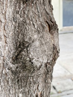 close up tree bark texture, background