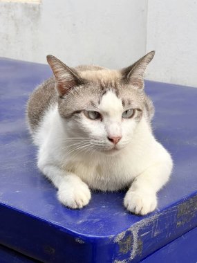 Sokaktaki sevimli kedi.