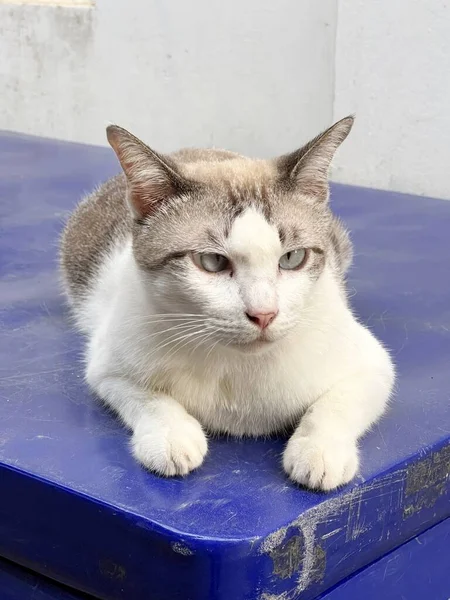 Gato Bonito Rua — Fotografia de Stock