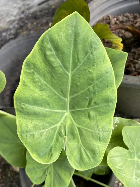 Green Caladium Bicolor Leaves Garden — Foto Stock
