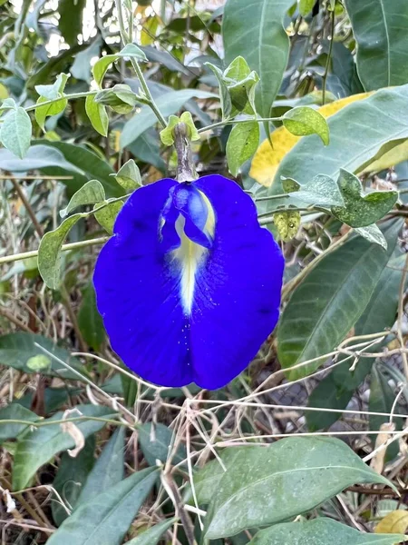 Butterfly Pea Flower Nature Garden — Zdjęcie stockowe