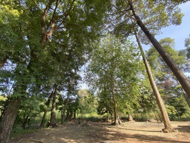 Ormanda yeşil ağaçlar