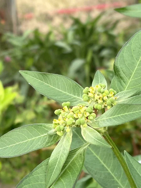 Close Beautiful Euphorbia Cyathophora Flowers Growing Garden — 图库照片