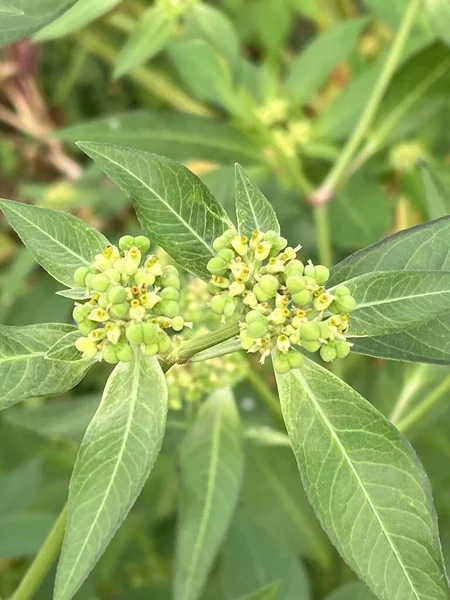 Euphorbia Heterophylla Plant Nature Garden — Photo