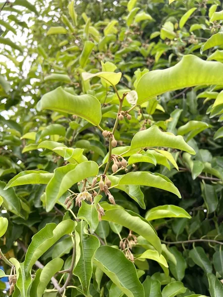 Mimusops Elengi Tree Nature Garden — стоковое фото
