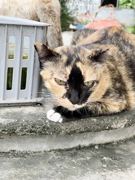 Niedliche Katze Auf Der Straße — Stockfoto