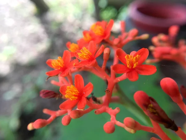 Doğa Bahçesinde Jatropha Podagrica Çiçeği — Stok fotoğraf
