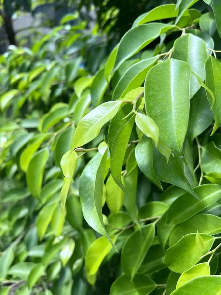 green banyan leaves in the garden