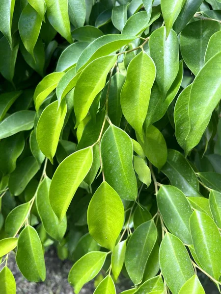 green banyan leaves of a plant