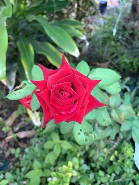 Vackra Röda Rosor Trädgården — Stockfoto