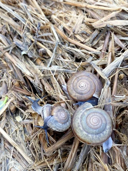 Close Snail Dry Grass — Photo