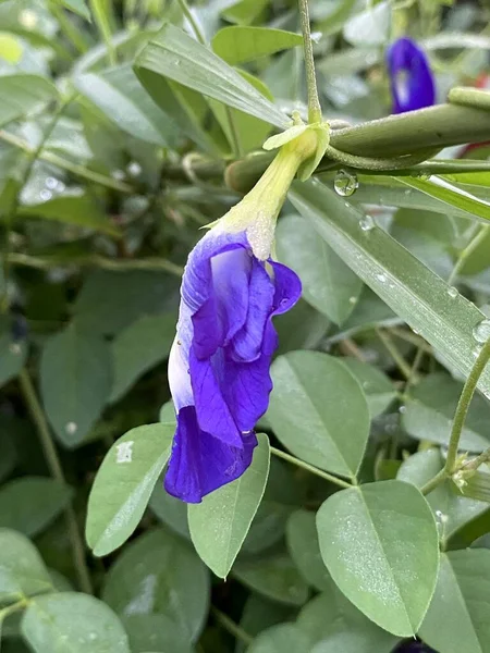 Flor Clitoria Ternatea Roxo Jardim — Fotografia de Stock