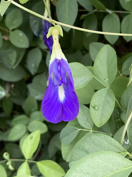 花园里美丽的蝴蝶豌豆紫色的花朵 — 图库照片