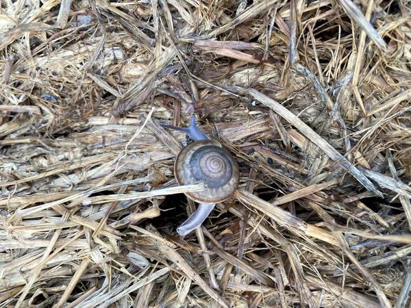 Nahaufnahme Einer Schnecke Auf Einem Trockenen Gras — Stockfoto