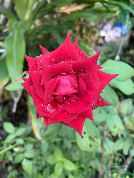 Rosa Damast Ros Blomma Naturen Trädgård — Stockfoto