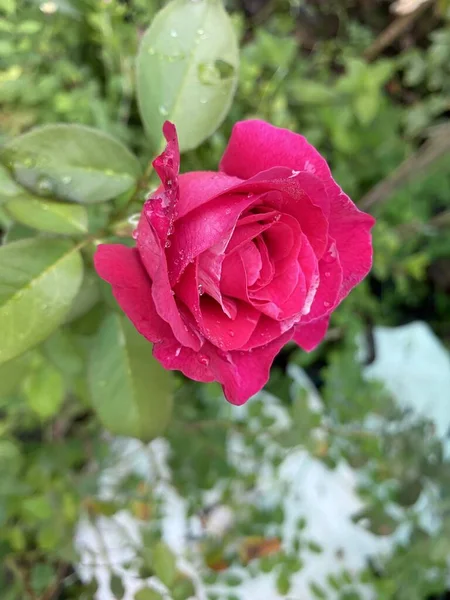 Közelkép Rózsaszín Damaszt Rózsa Virág Természetben Kert — Stock Fotó