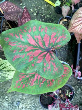 Green Caladium bicolor in a pot