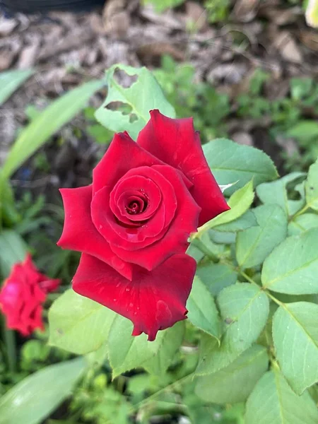 Rote Rose Blume Naturgarten — Stockfoto