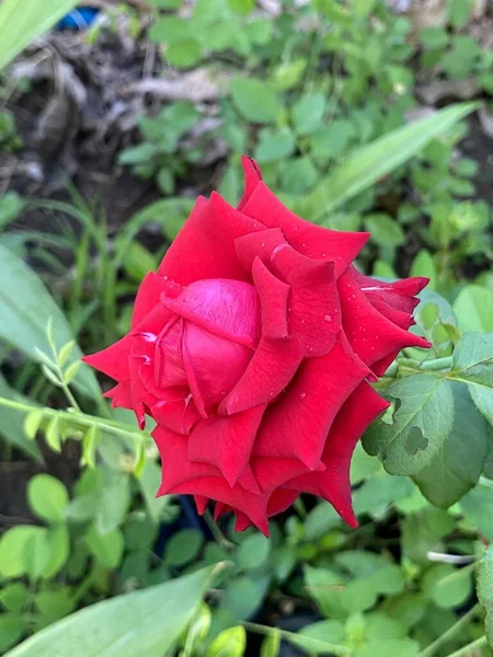 Rosa Vermelha Flor Jardim Natureza — Fotografia de Stock