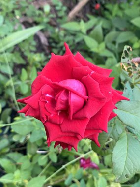 Bahçede güzel kırmızı güller