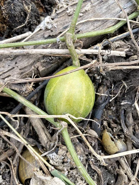 Bryonia Laciniosa Fruit Nature Garden — стоковое фото