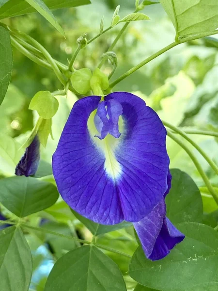 Blaue Clitoria Ternatea Blume Naturgarten — Stockfoto