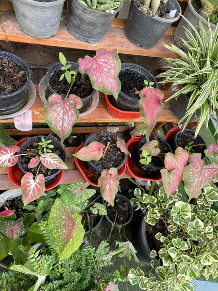 Bella Pianta Nel Giardino Della Natura — Foto Stock