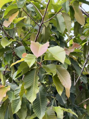 Doğa bahçesindeki dipterocarpus alatus ağacı.
