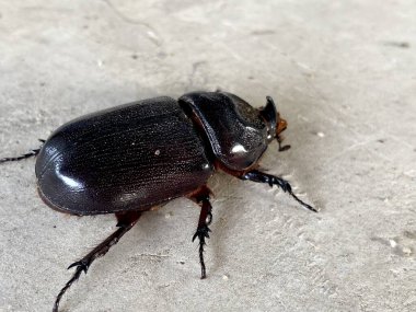 Tahta zemindeki böceği kapat.