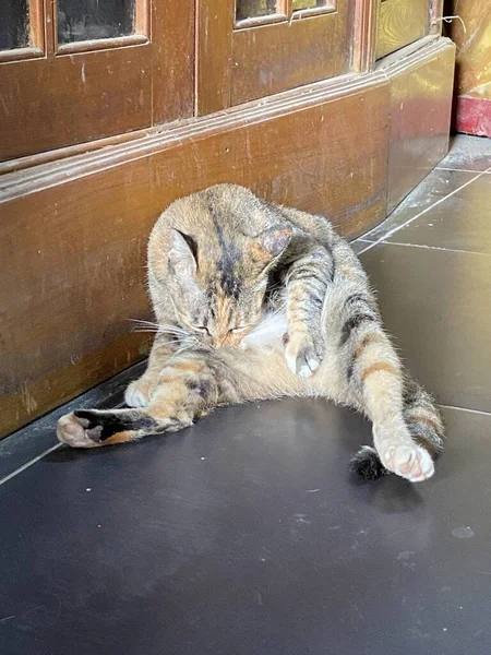 Sokakta Oturan Kedi — Stok fotoğraf