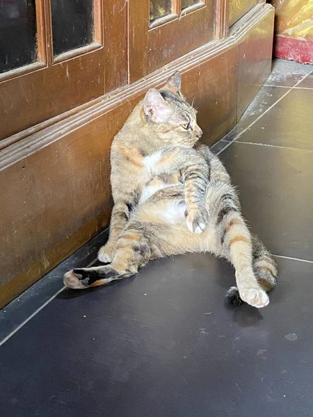 Kočka Sedí Ulici — Stock fotografie